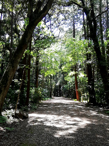 鹿島神宮 境内の森林