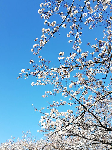 柏ふるさと公園の桜①