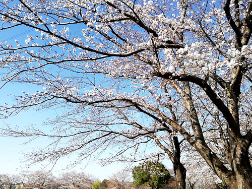 柏ふるさと公園の桜②